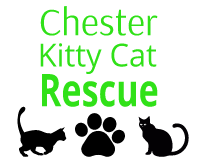 Chester Kitty Cat Rescue